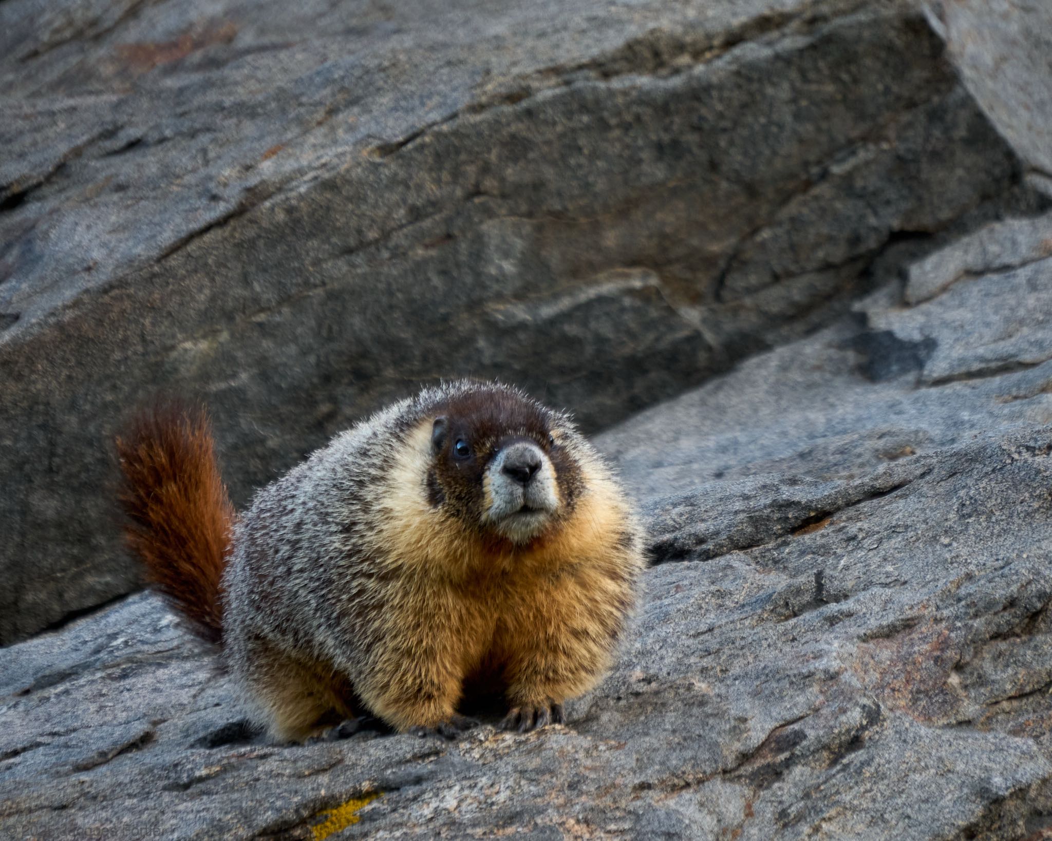 The Chonkiest Marmot