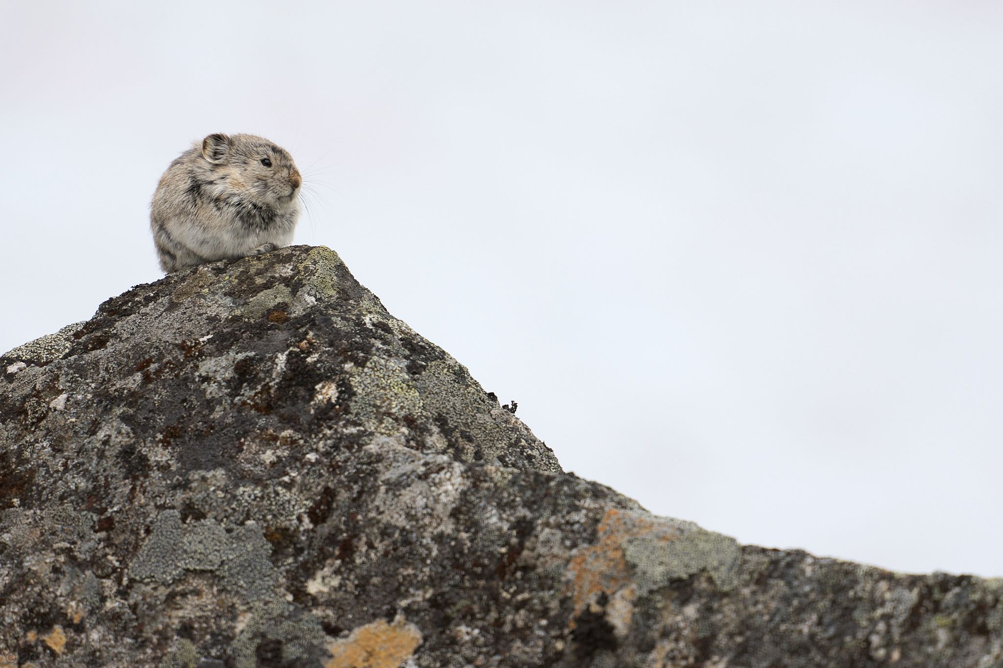 Snowy Pika