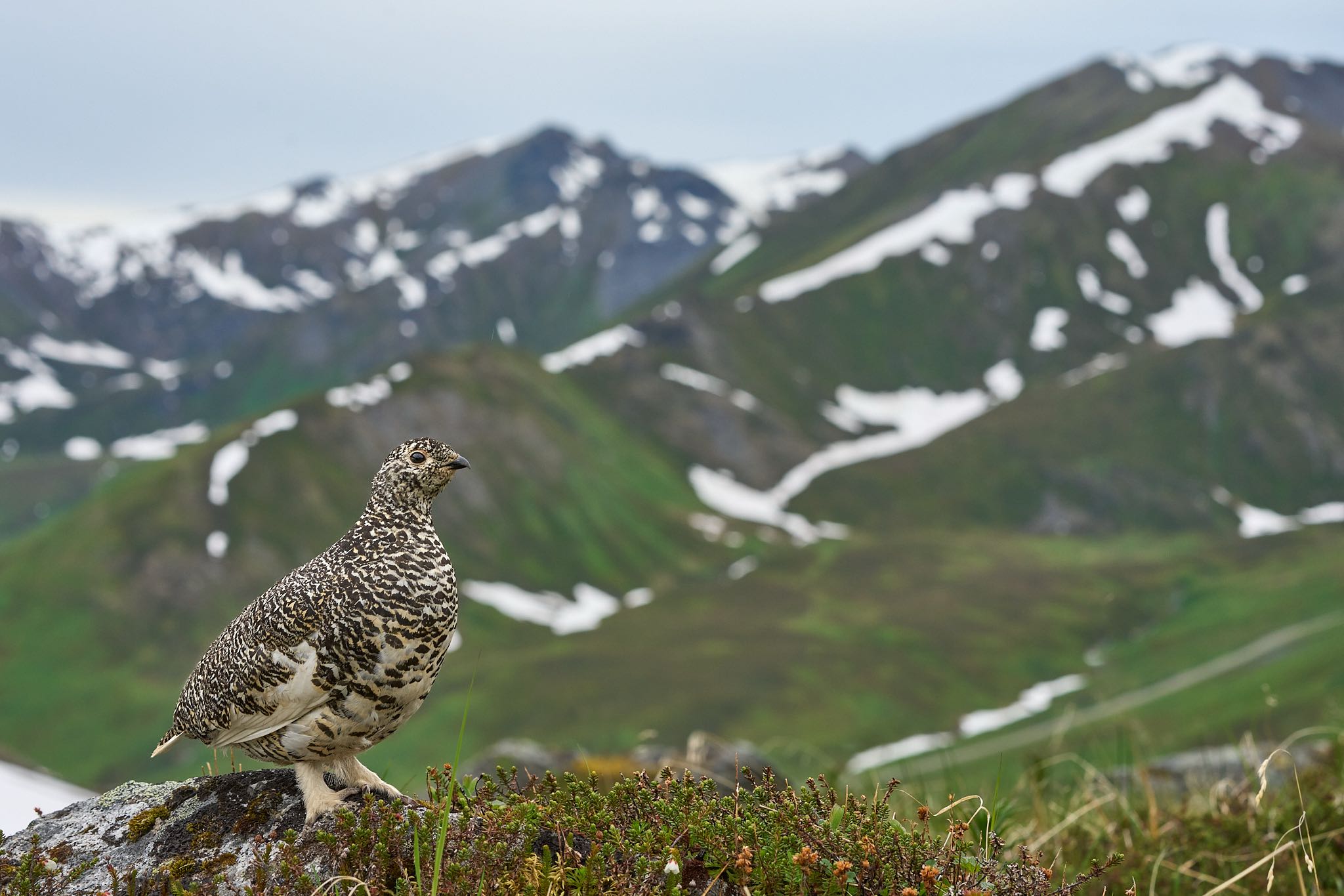 Ptarmigan Scene