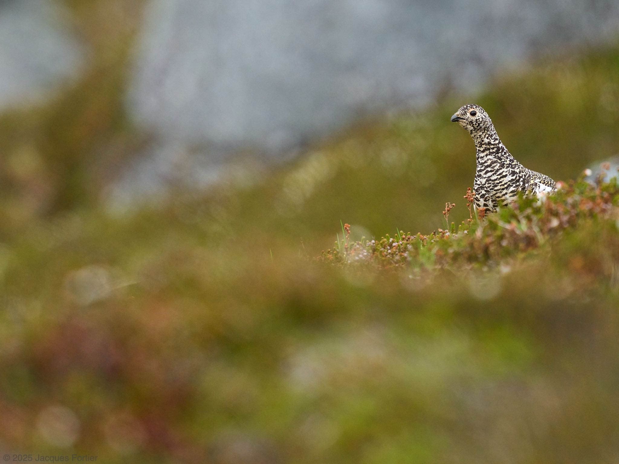 Rock Ptarmigan Surprise