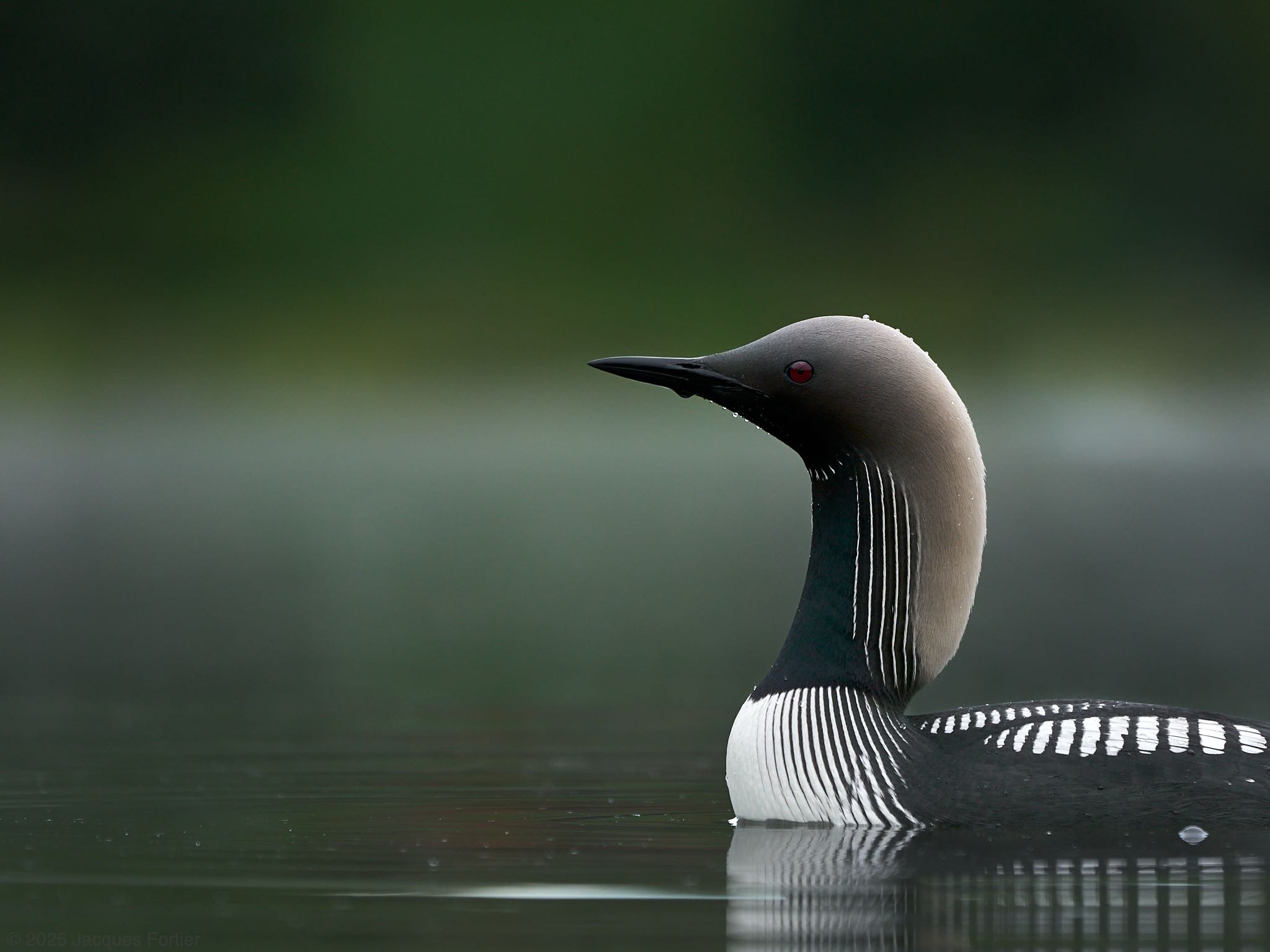 Loon Portrait