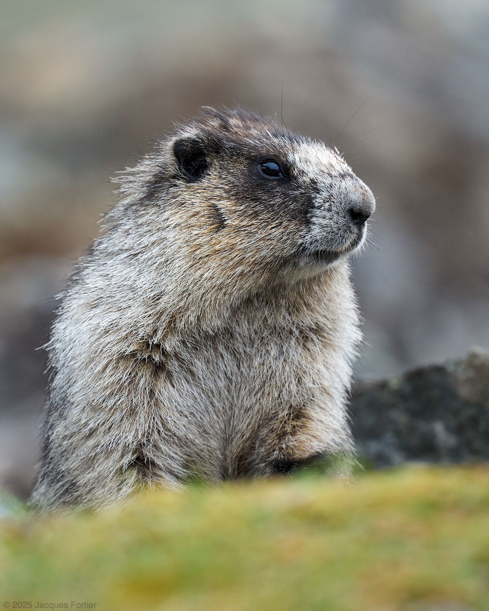 Hoary Marmot Portrait