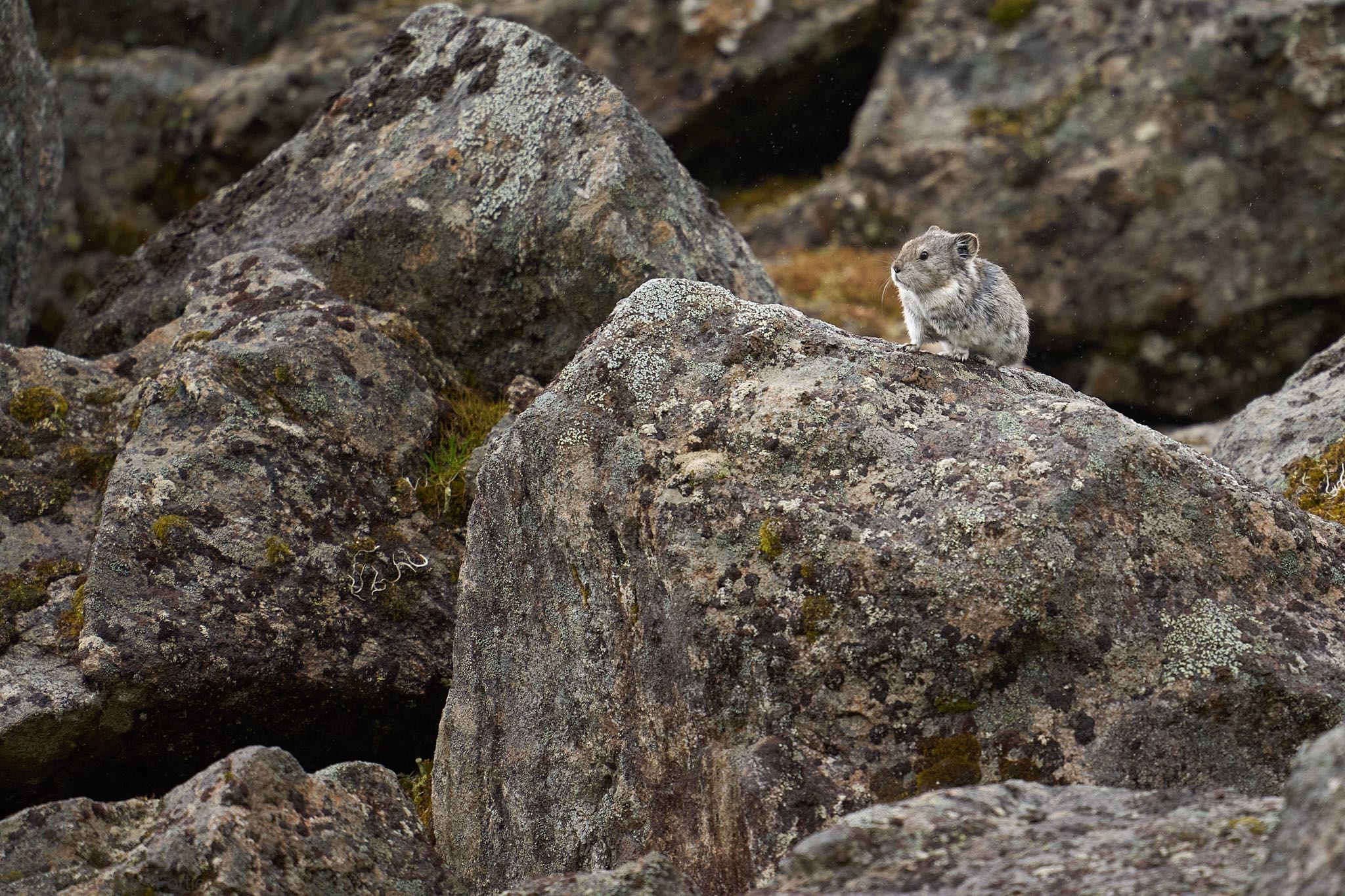 Collared Pika