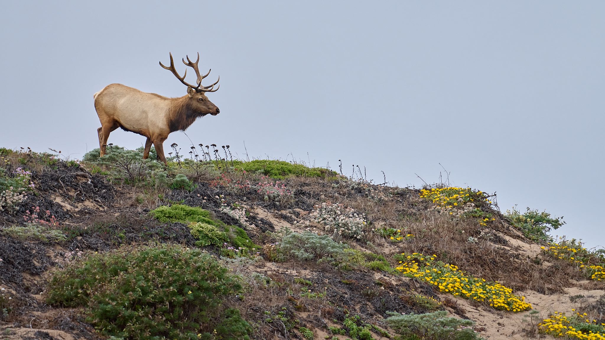 Elk Descending a Dune