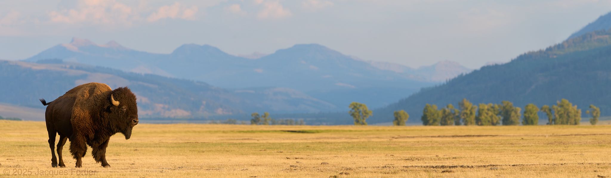 American Bison Panorama