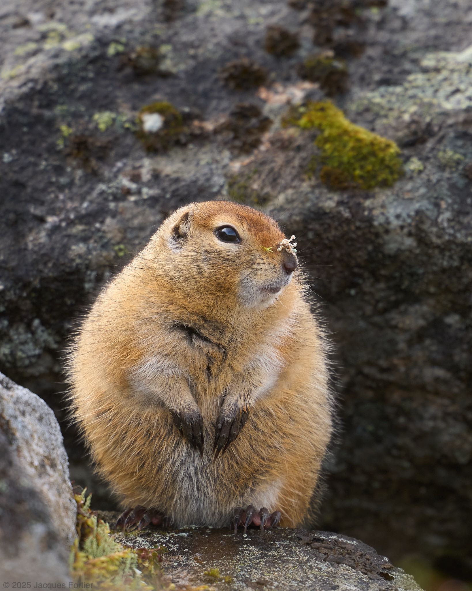 Chonked Up For Winter