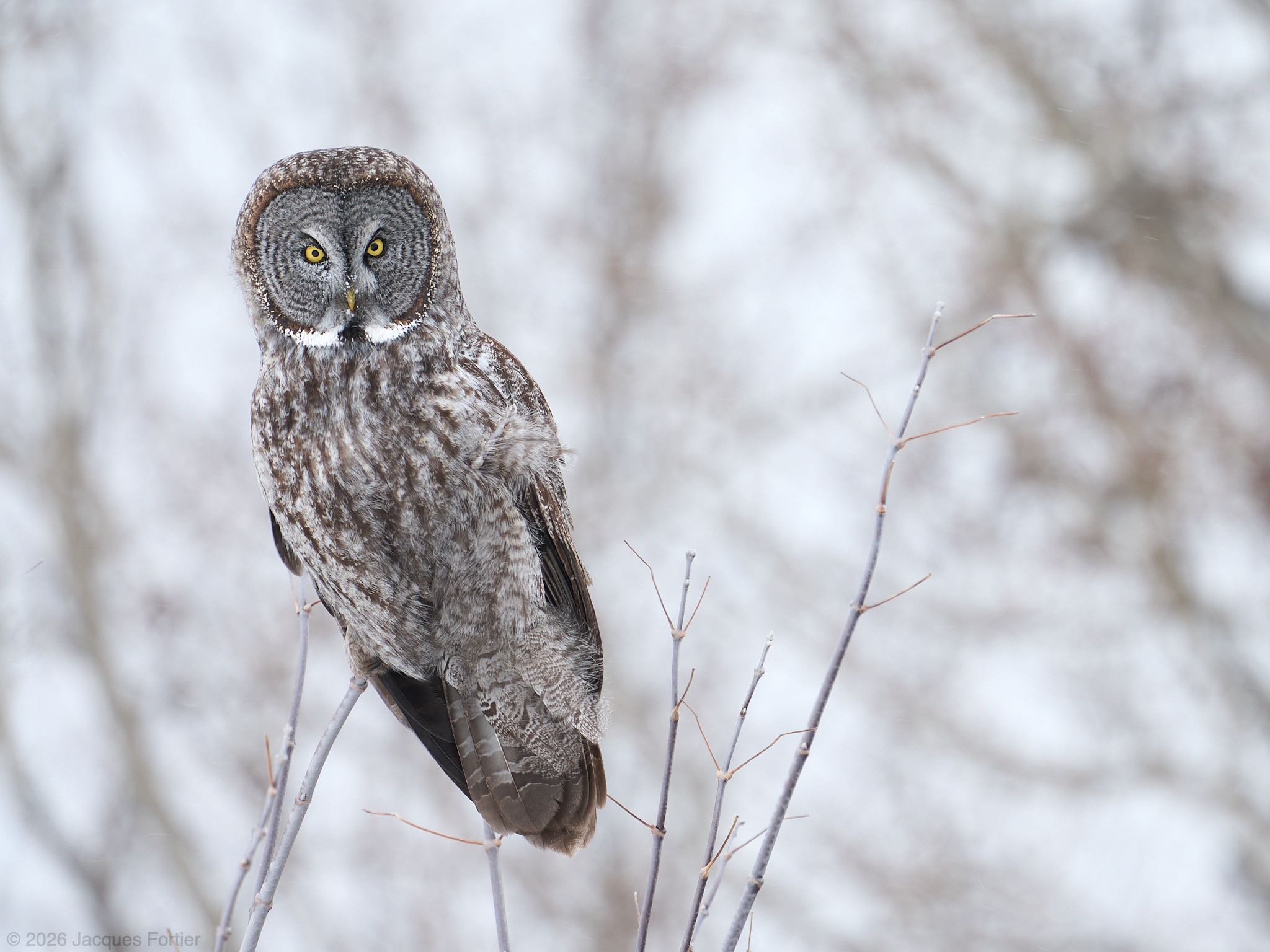 Great Gray Owl