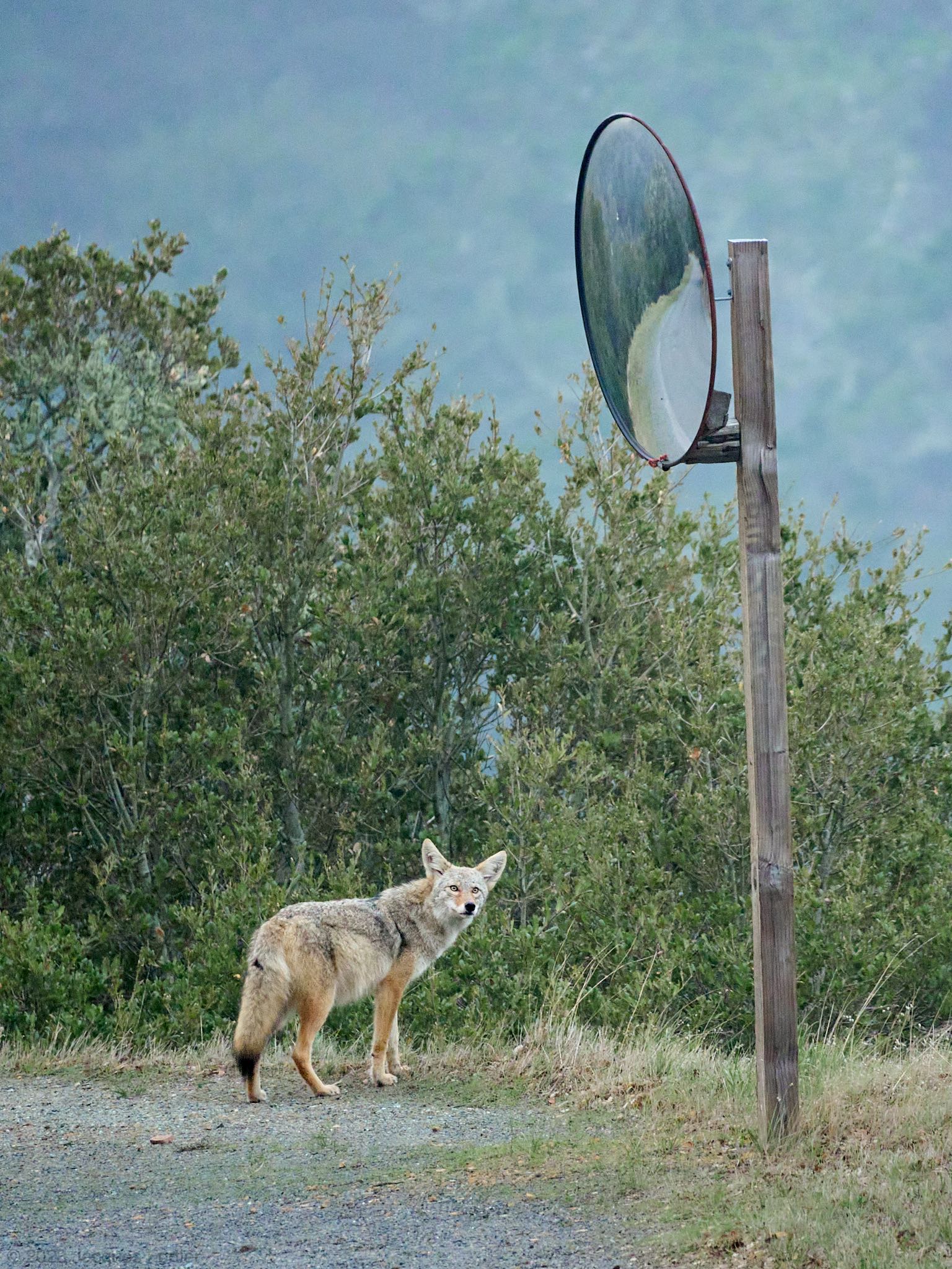 Watch for Oncoming Coyotes