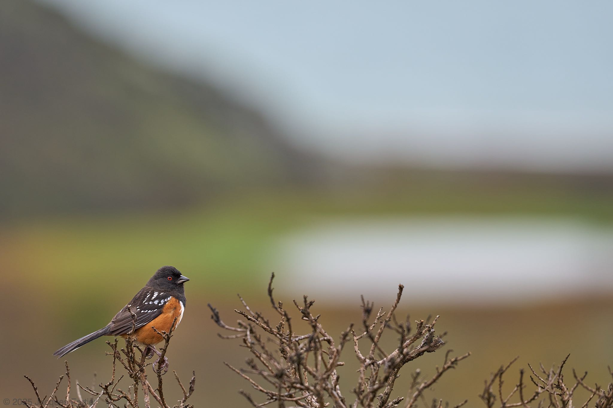 Spotted Towhee Portrait