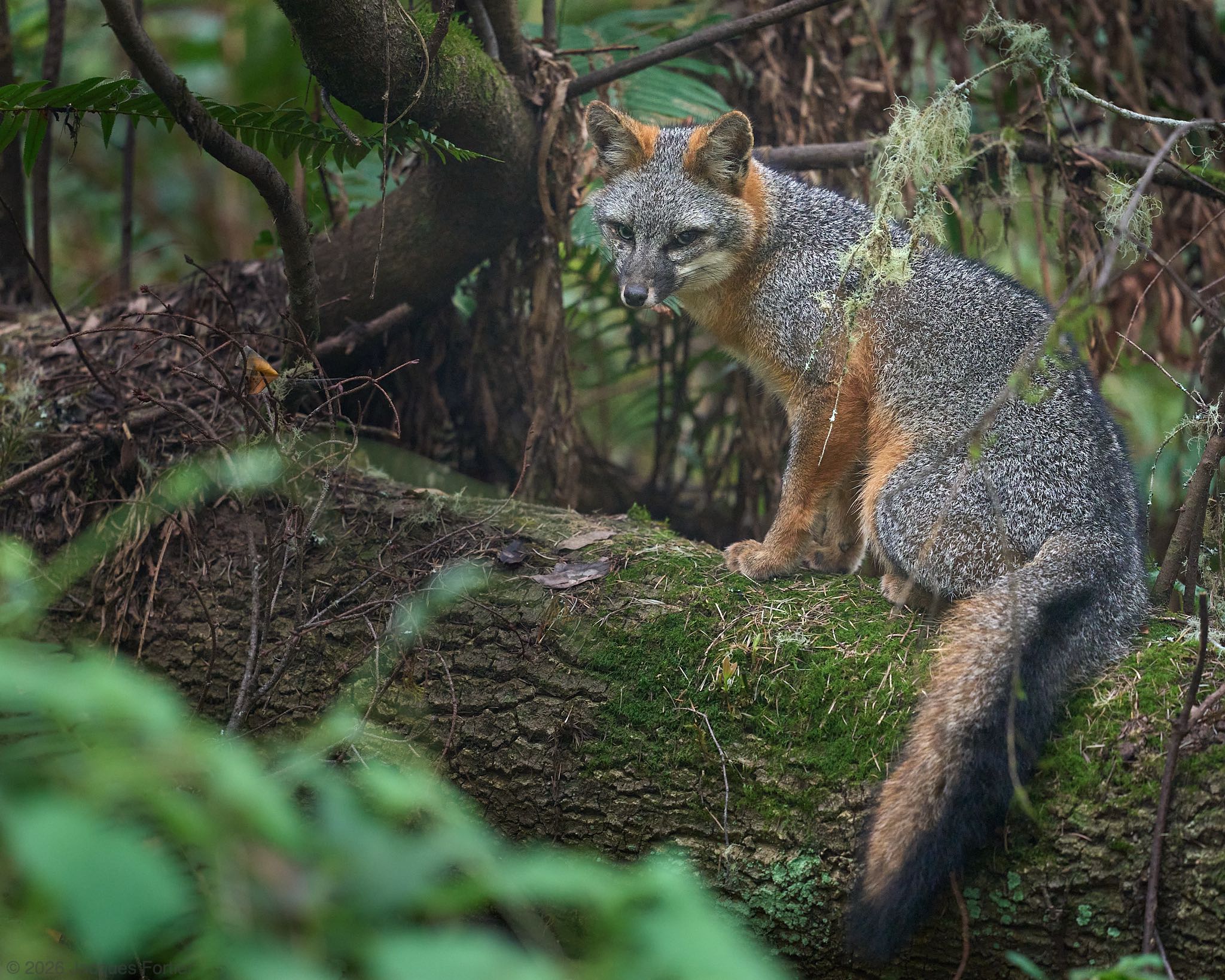 Gray Fox