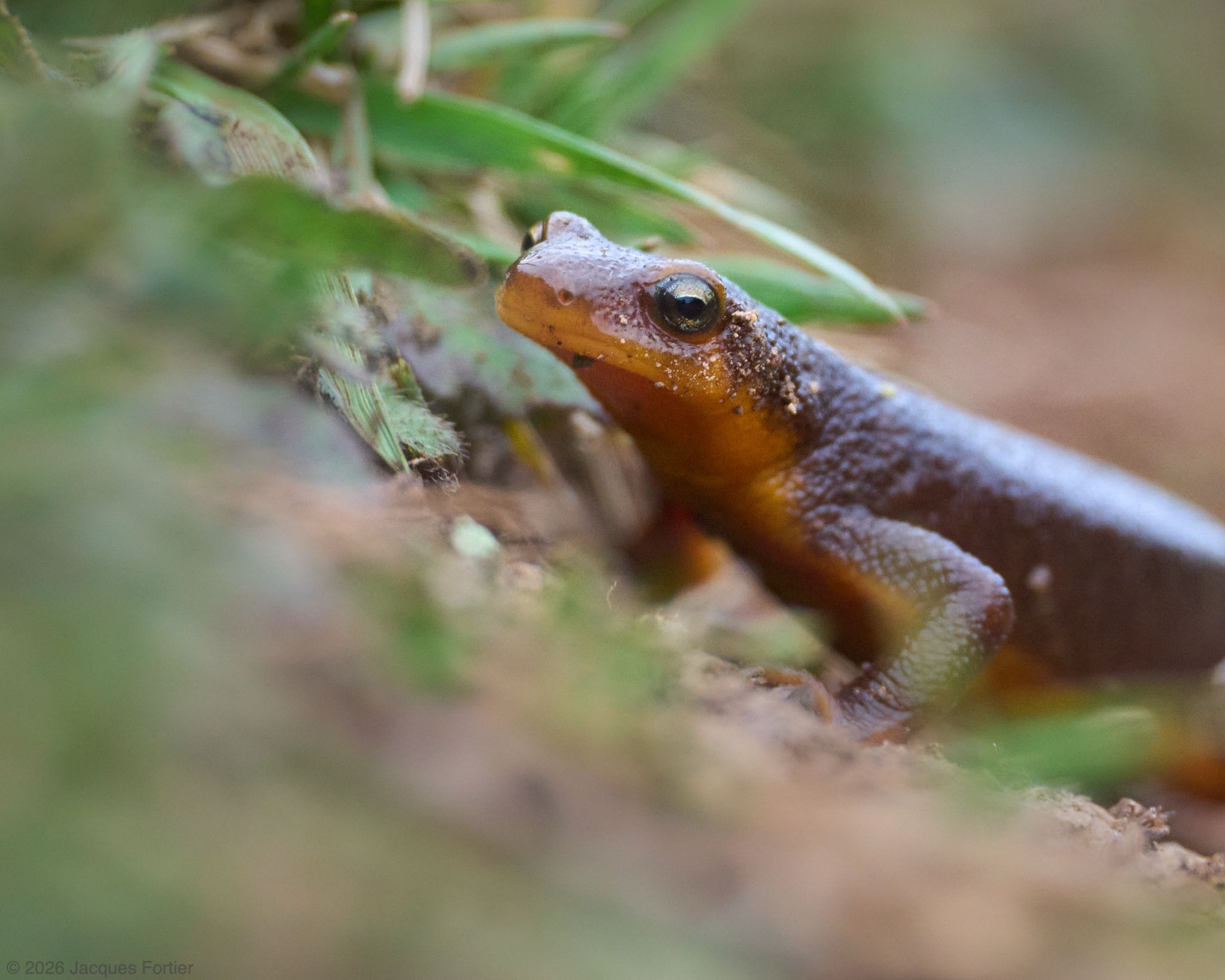 California Newt