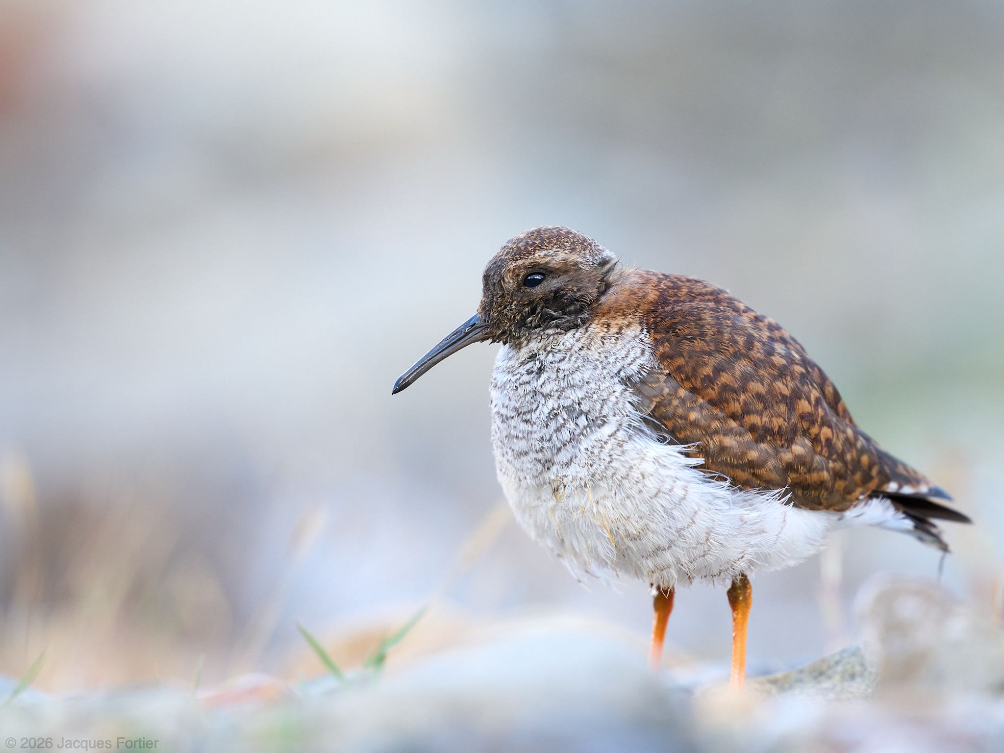 Juvenile Diademed Sandpiper-Plover