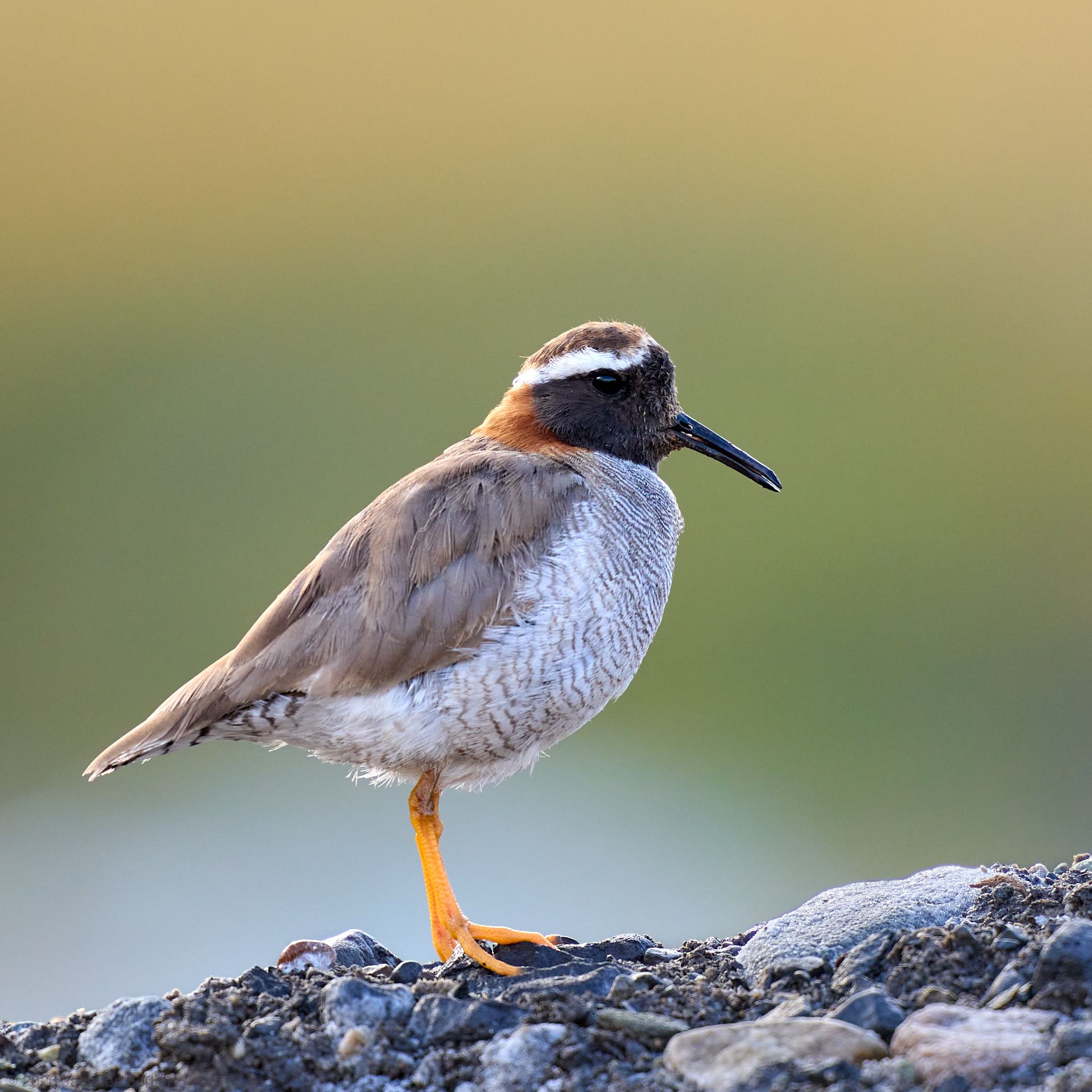 Diademed Sandpiper Plover