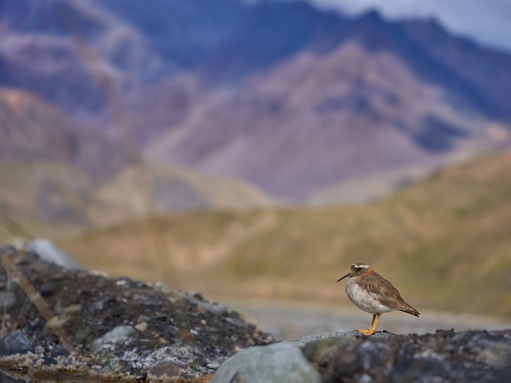 Andean Shorebird