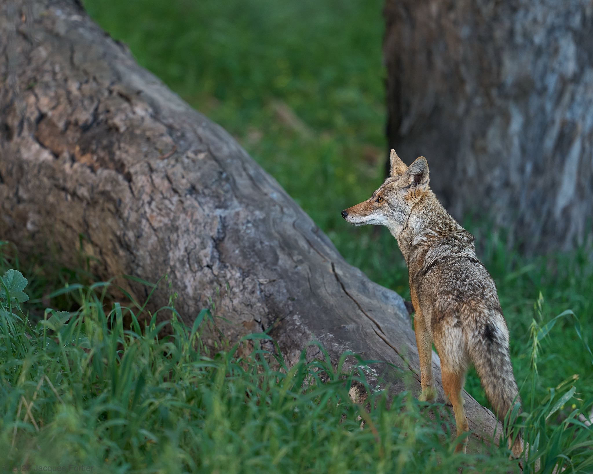 Coyote on a Log