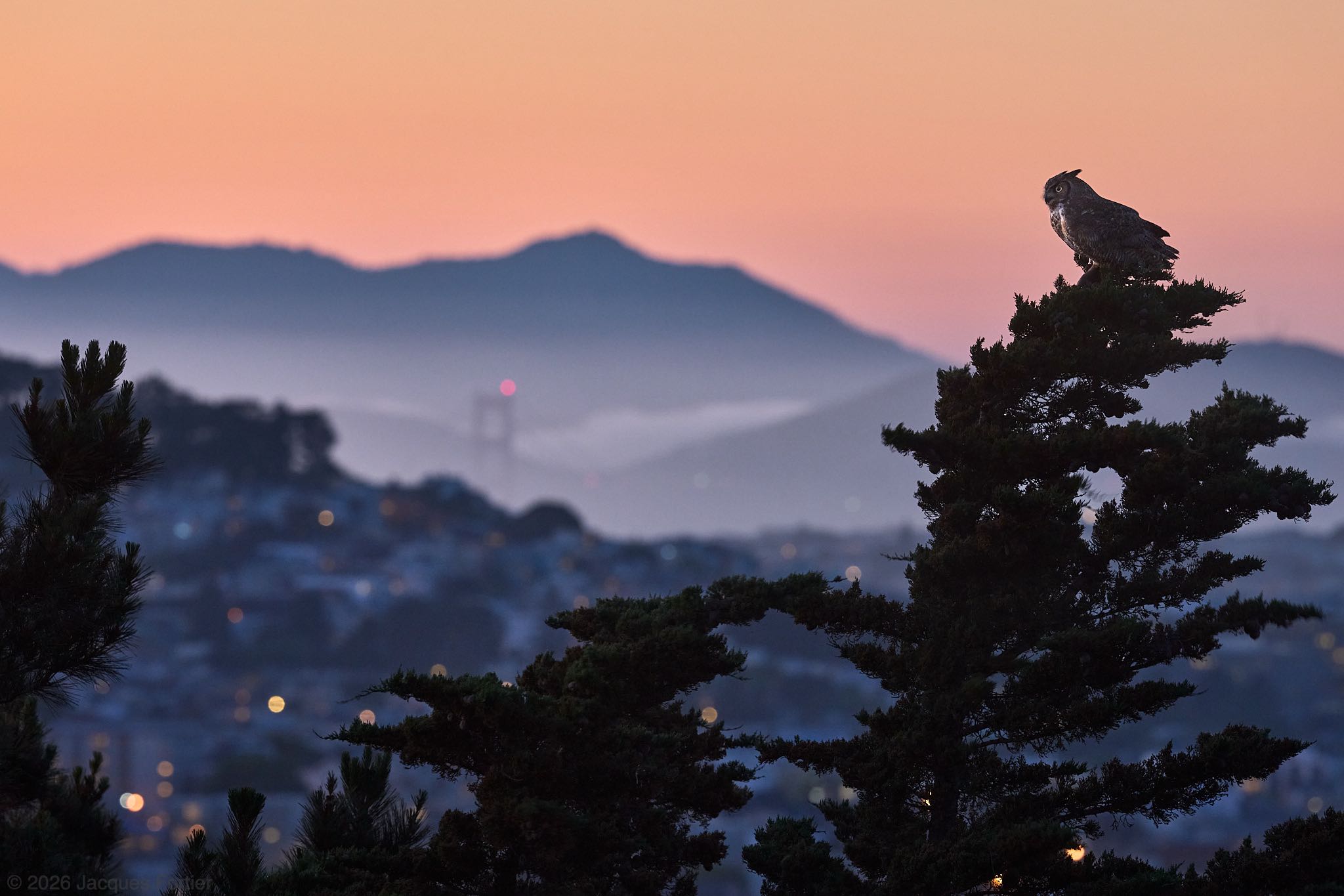 Golden Gate Owl