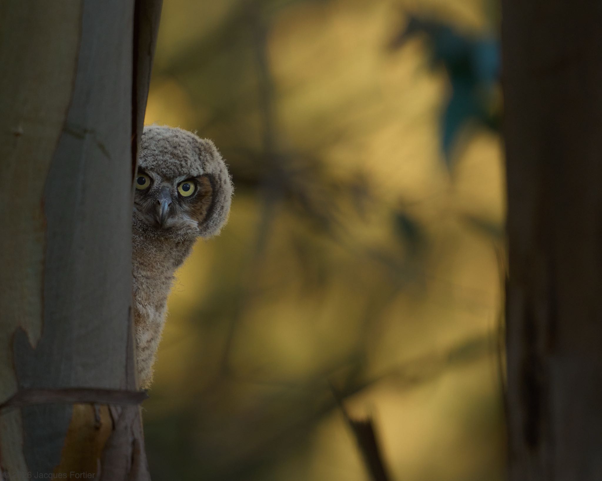 Peekaboo
