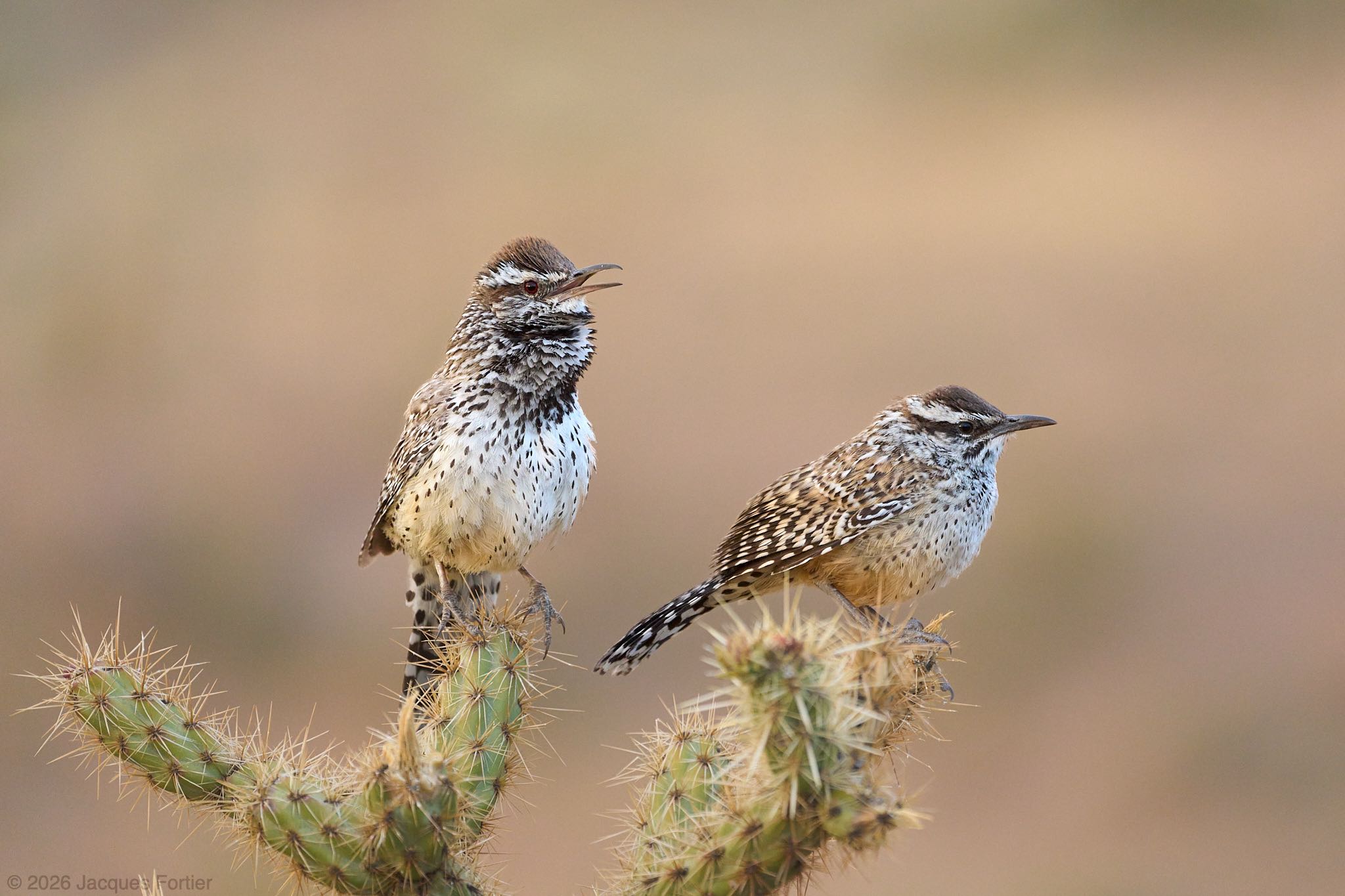 Cactus Wrens