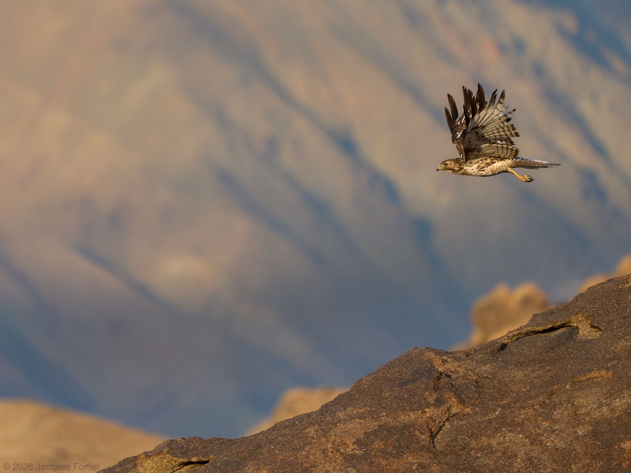 Desert Hawk