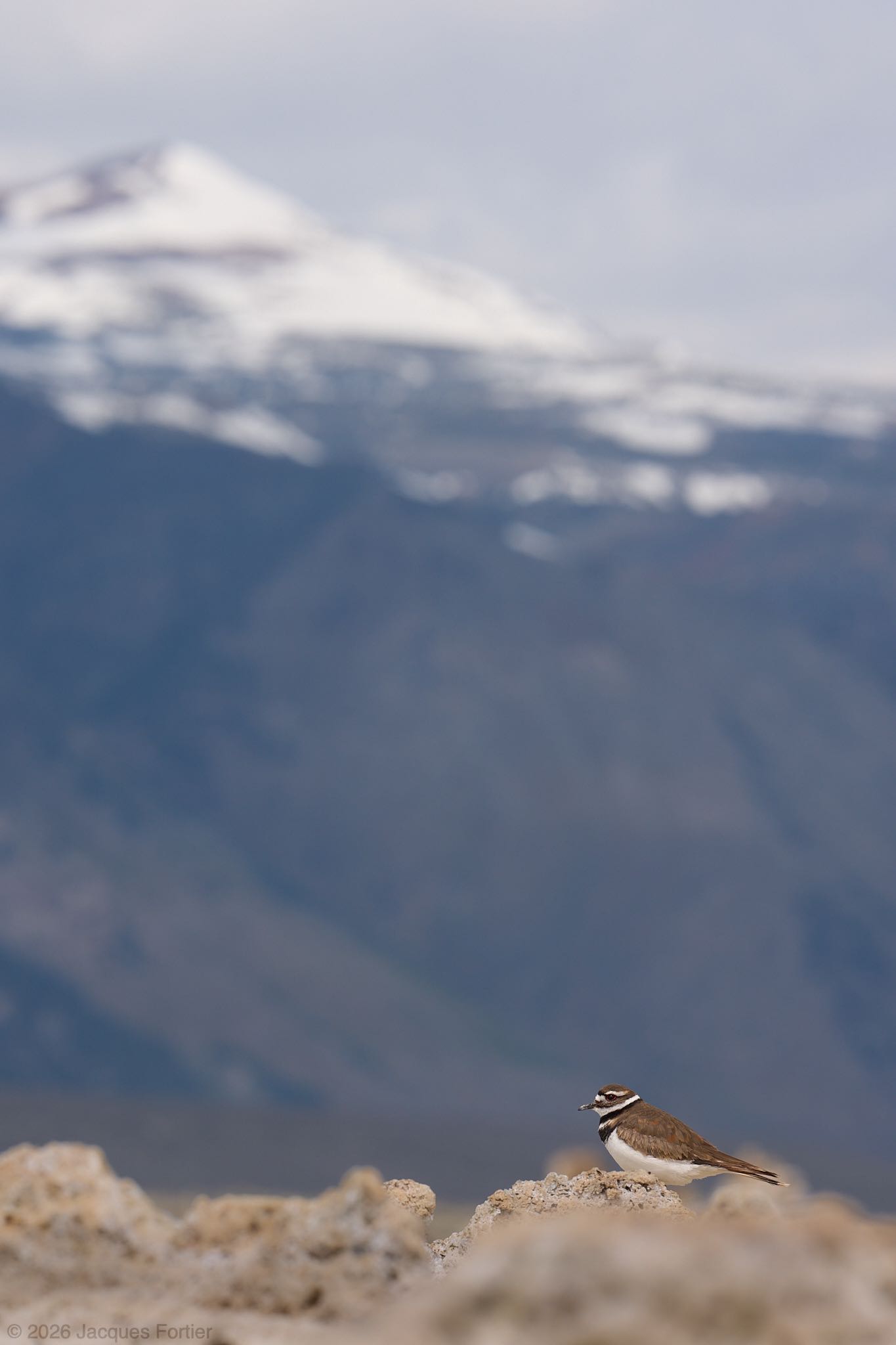 Mountain Killdeer