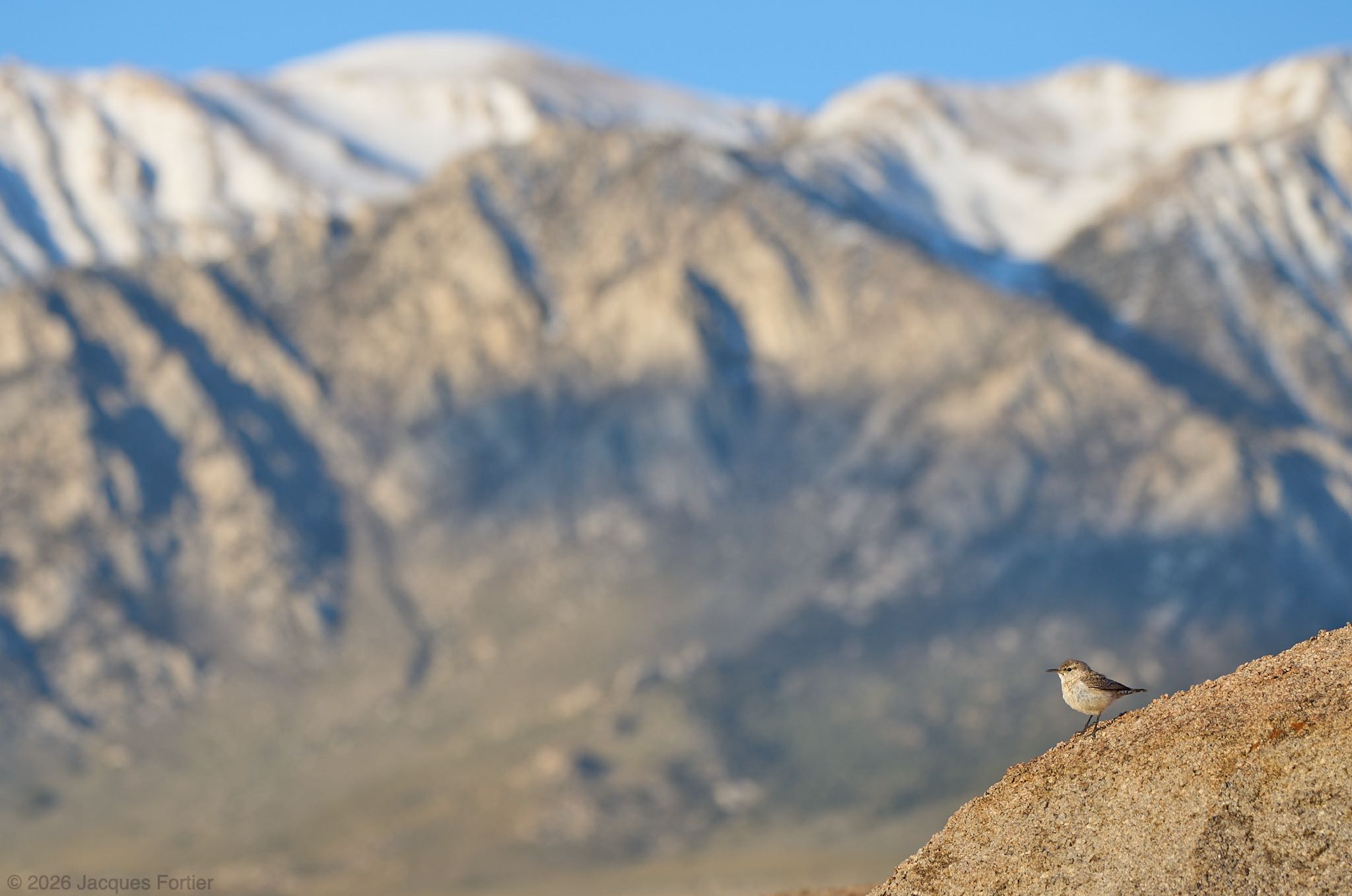 Rock Wren
