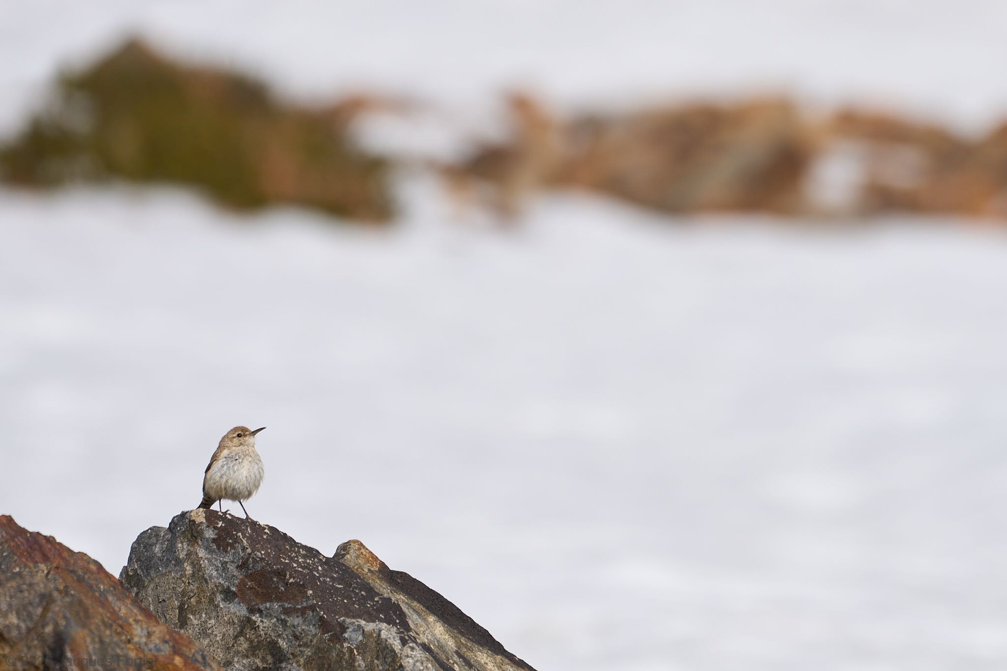 Snowy Wren