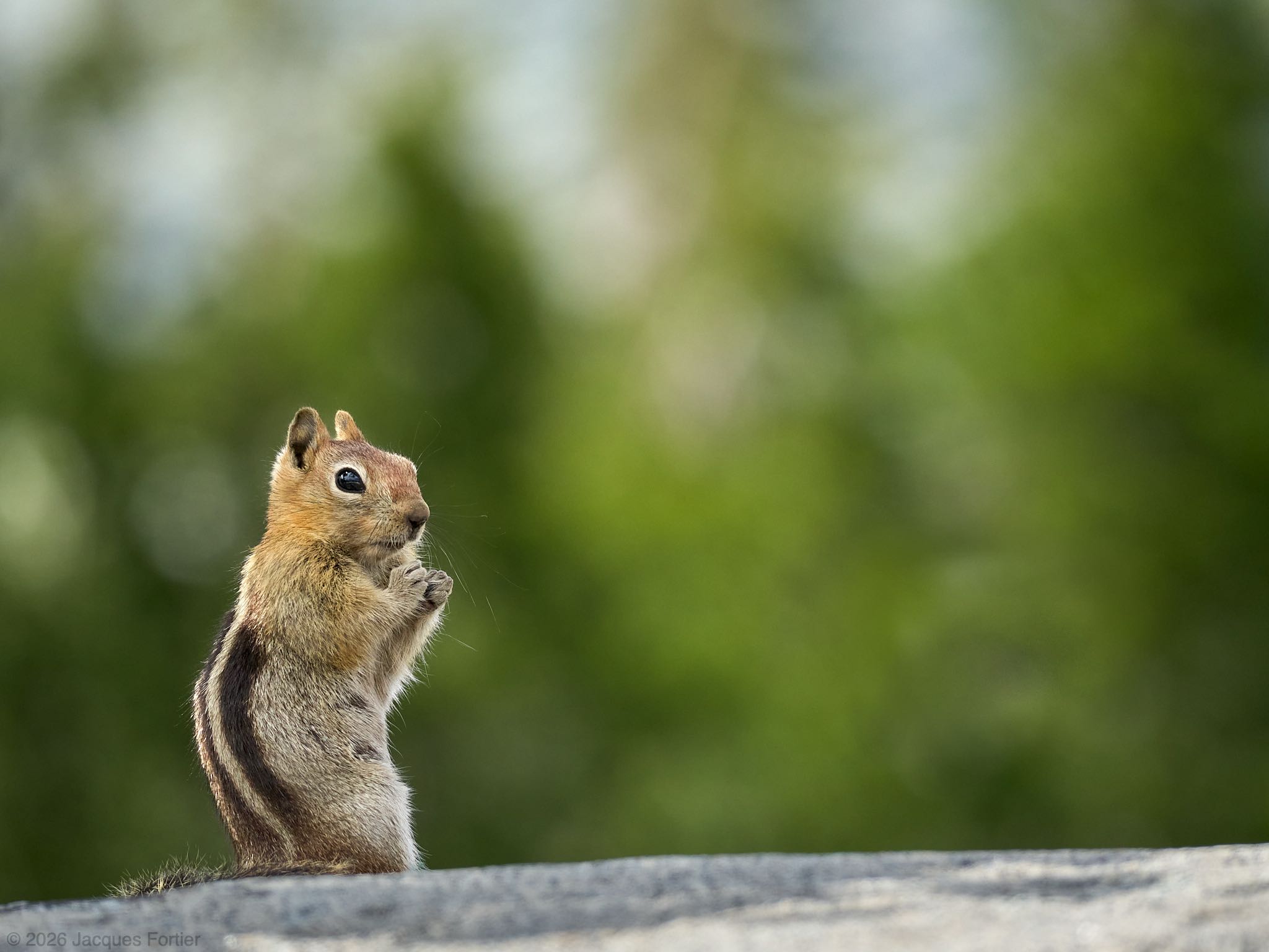 Golden-Mantled Ground Squirrel