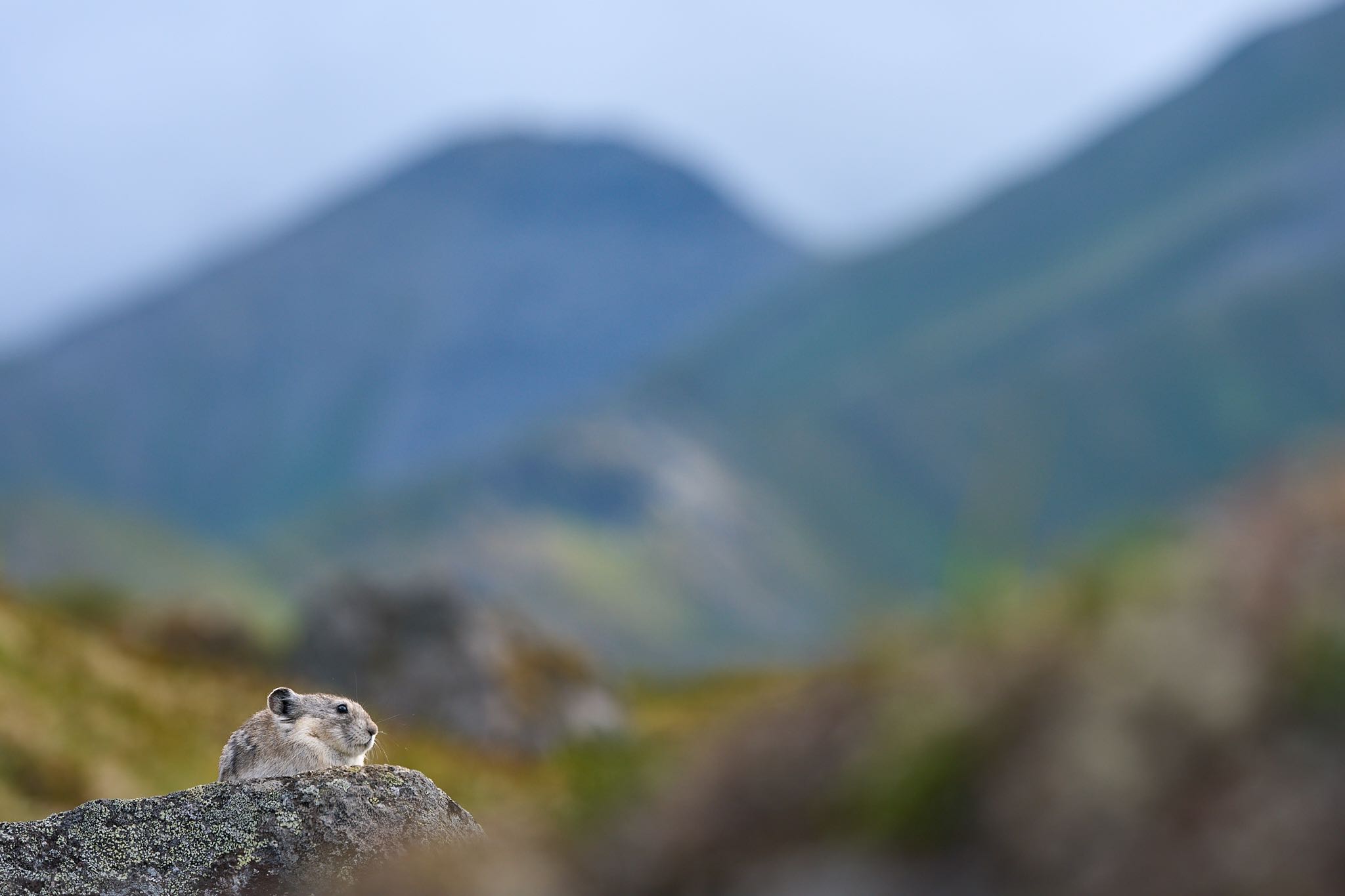 Pika Kingdom