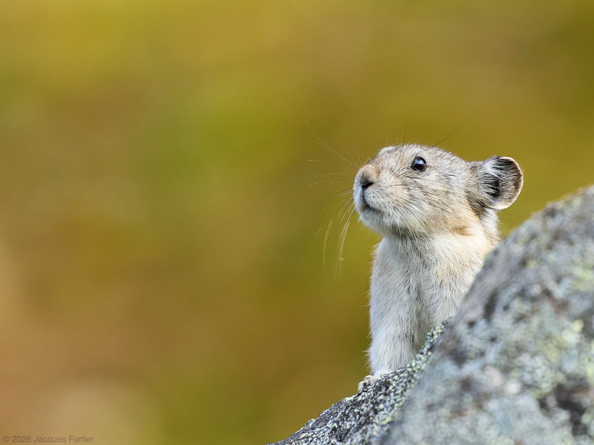 Pika Portrait