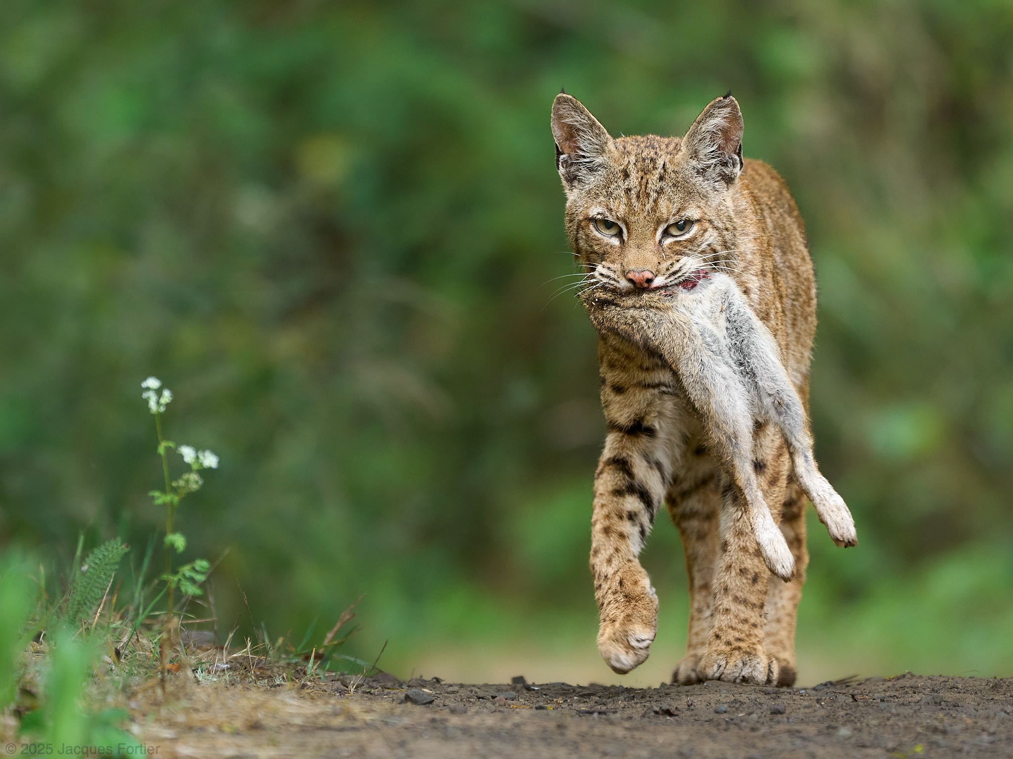 Bobcats