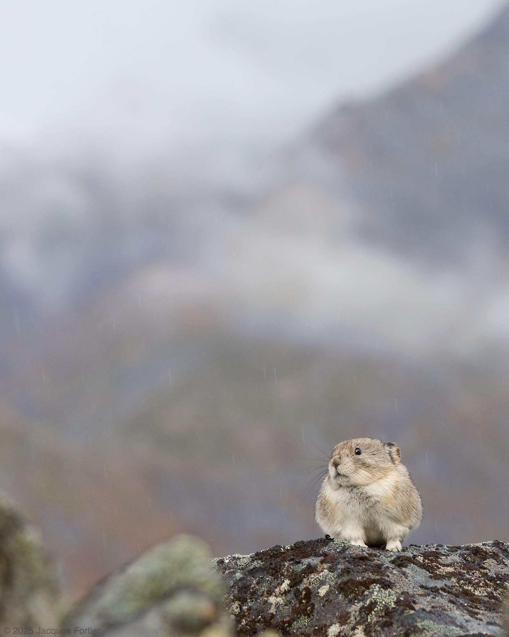 Autumn Pika