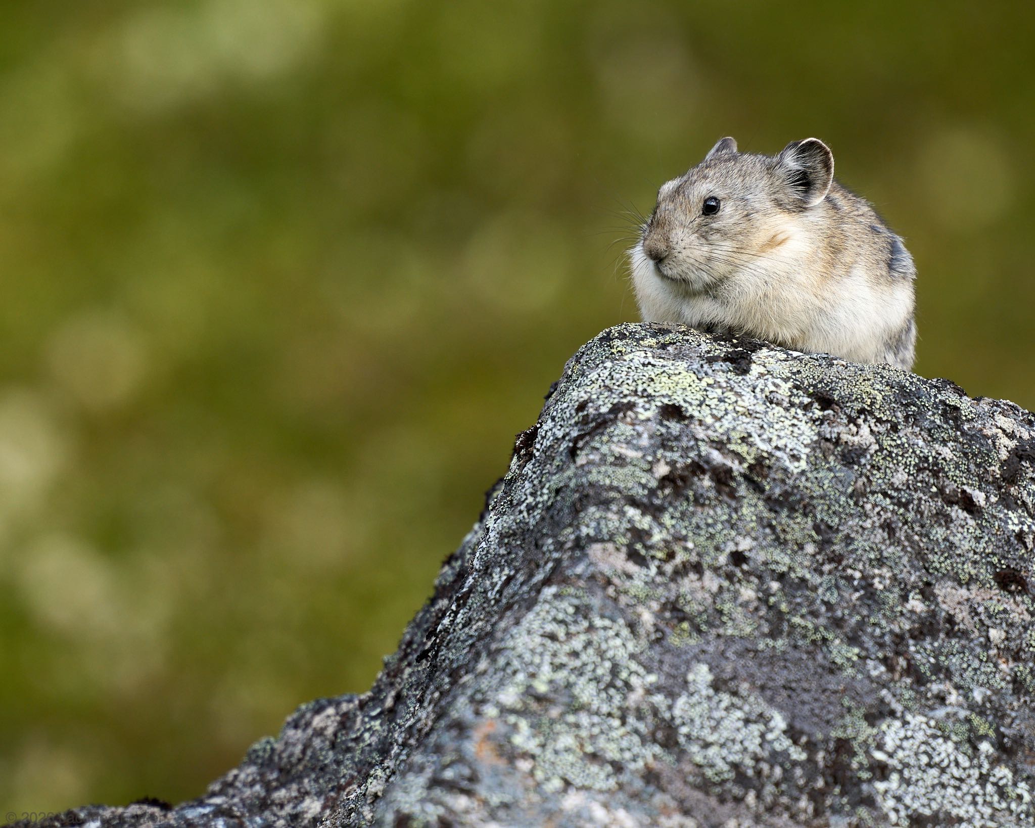 Fat Pika Week