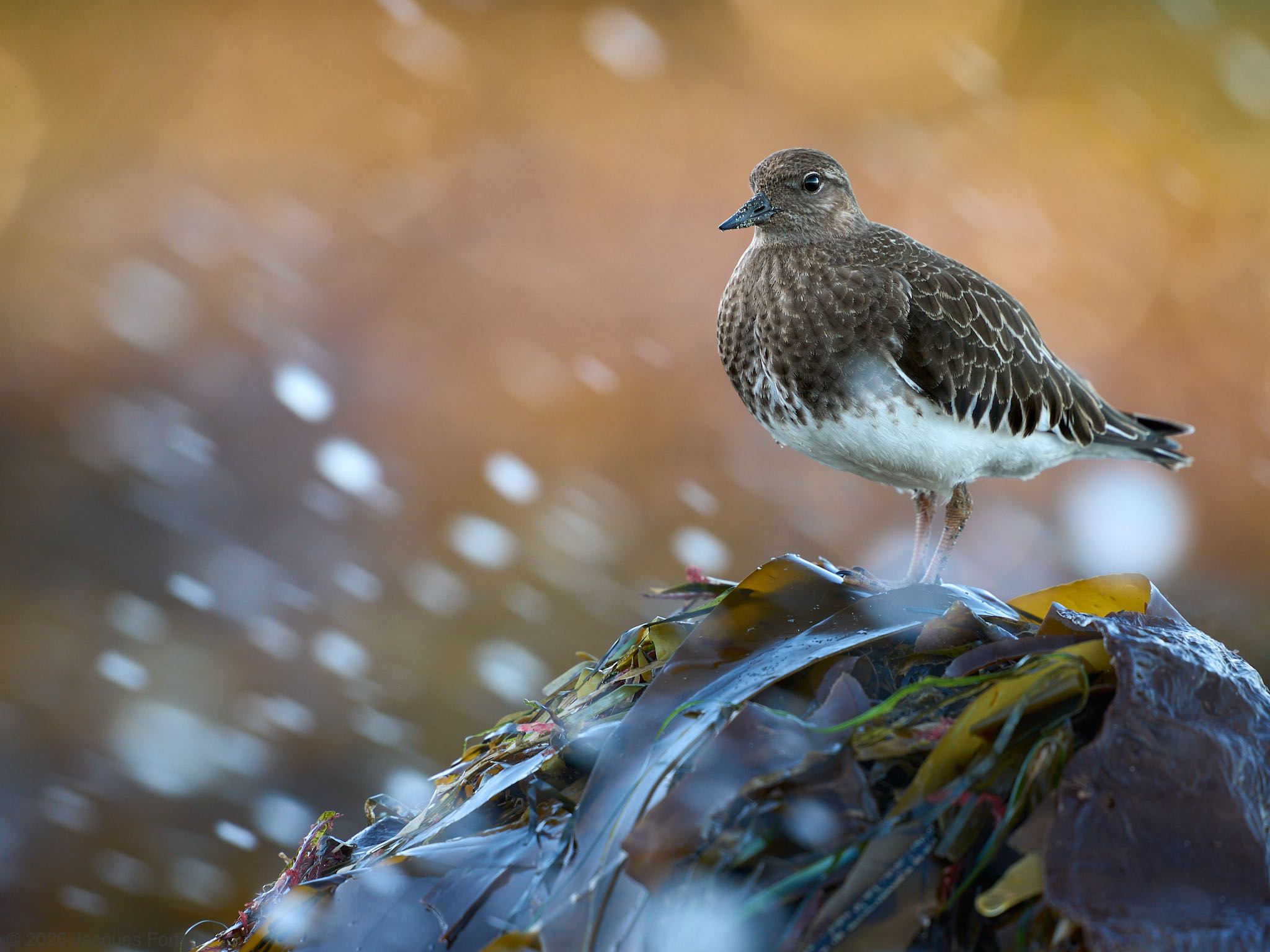 Black Turnstone