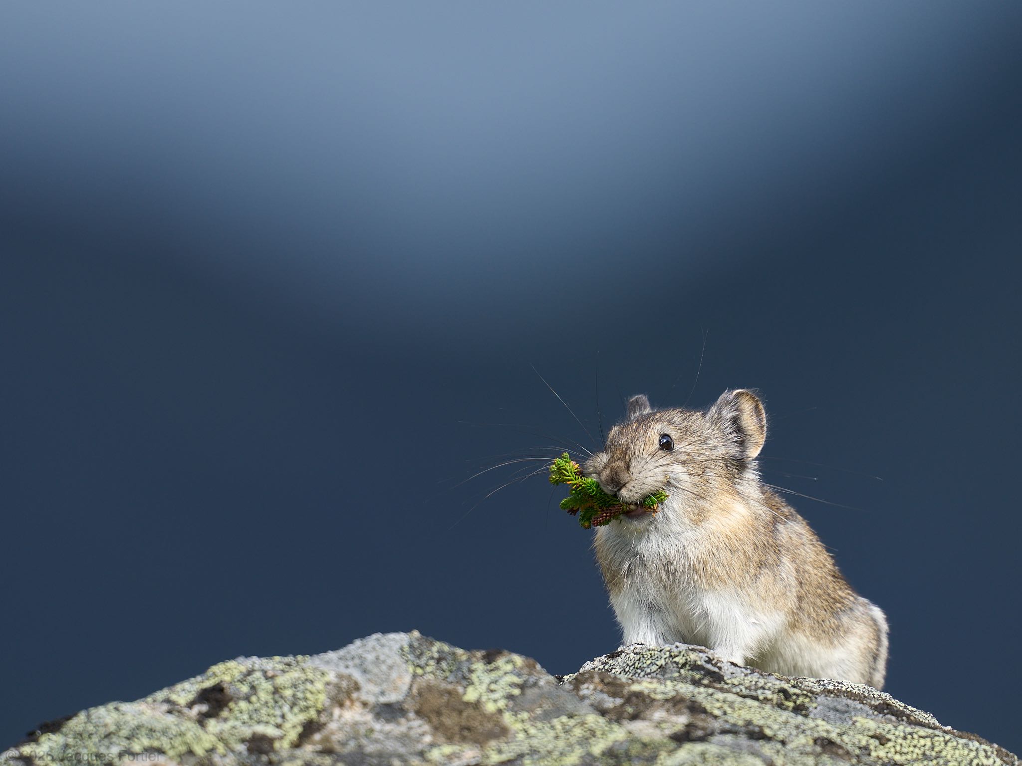 Pikas and Friends in Hatcher Pass