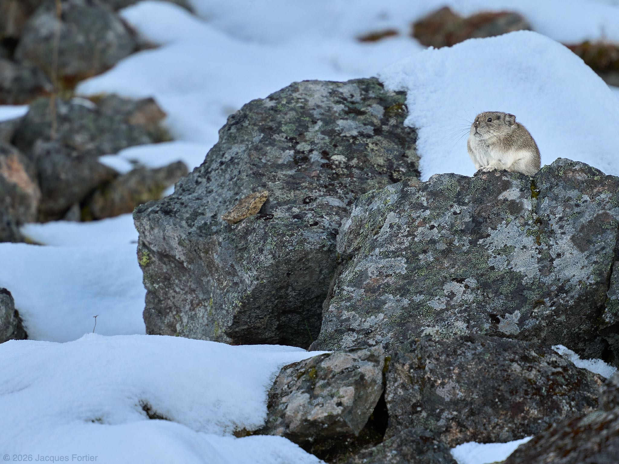 Snowy Rock Rabbit