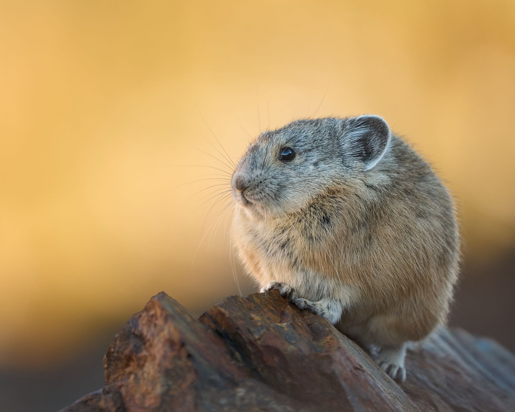Pika Portrait